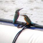 Kingfishers Courting on Hooe Lake