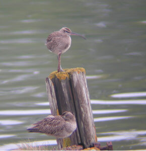 whimbrel