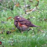 Radford Walk and Talk – Part1