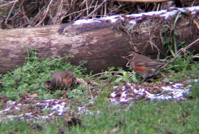Two of the twelve Redwings