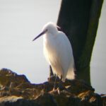 A Little Egret early one morning on Hooe Lake…