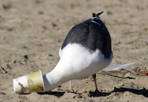 seagull litter