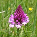 pyramidal orchid