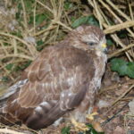 A Buzzard’s sad tale, and a trip to Plymouth Museum