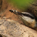 Nuthatch clearing nest & feeding it’s chicks