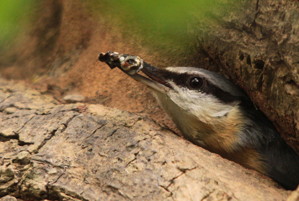 Nuthatch Clearing Its nest