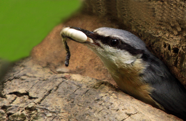 Nuthatch Disposing of the food waste