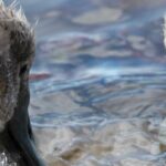 Mute Swans and their six Cygnets on Hooe Lake