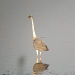 Heron fishing on Hooe Lake