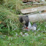 Sparrowhawk (Accipiter nisus) devouring its prey