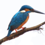Kingfisher Quay Minutes – 29th January 2015
