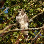 Buzzard-Hooelake 3