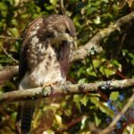 Buzzard-Hooelake 4