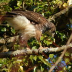 Buzzard-Hooelake 5