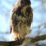 Buzzard-Hooelake 6