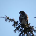 Buzzard-Hooelake 9