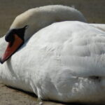 Sleepy Swans on Hooe Lake