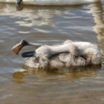 Cygnets-hooelake-14