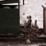 Cygnets