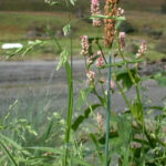 Annual Meadowgrass - Poa annua