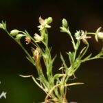 Annual Pearlwort - Sagina apetala