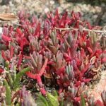 Annual Sea Blite - Sueada maritima