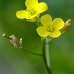 Annual Wall - Diplotaxis muralis