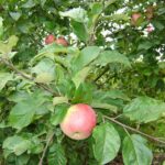 Apple - Malus domestica