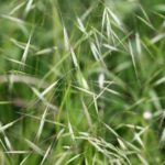 Barren Brome Anisantha sterilis