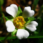 Barren Strawberry - Potentilla sterilis