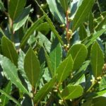 Bay - Laurus nobilis