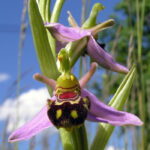 Bee Orchid - Ophrys apifera