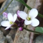 Bittercress - Cardamine sp.