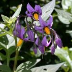 Bittersweet - Solanum dulcamara