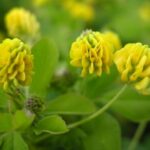 Black Medick - Medicago lupulina