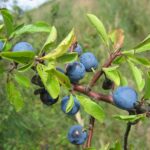 Blackthorn - Prunus spinosa