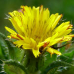 Bristly Oxtongue - Picris echioides