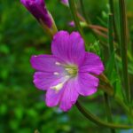 Broadleaved Willowherb - Epilobium montanum