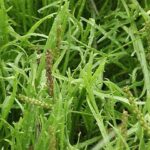 Buckshorn Plantain - Plantago coronopus