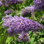 Butterfly-bush - Buddleja davidii