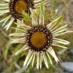 Carline Thistle - Carlina vulgaris