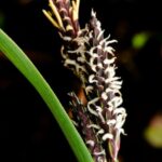 Carnation Sedge -Carex panicea