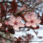 Cherry - species Prunus sp