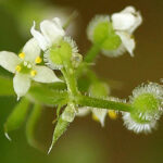 Cleavers - Galium aparine