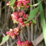 Clustered Dock - Rumex conglomeratus