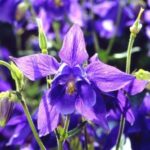 Columbine - Aquilegia vulgaris