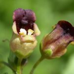 Common Figwort - Scrophularia nodosa