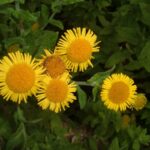 Common Fleabane - Pulicaria dystenterica