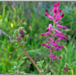 Common Fumitory - Fumaria officinalis