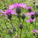 Common Knapweed - Centauria nigra